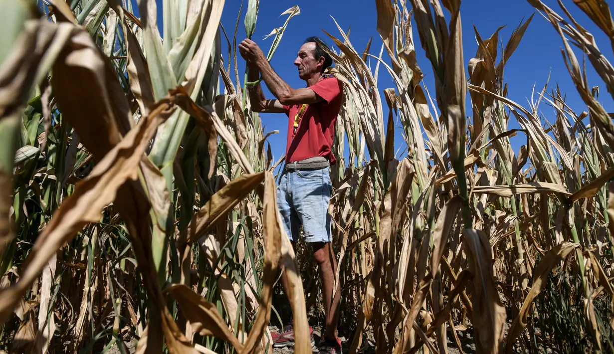 Petani Achille Crespiatico melihat kerusakan pada padang rumputnya akibat kekeringan parah di Spino d'Adda, Italia, 11 Juli 2022. Italia dilanda kekeringan terburuk dalam 70 tahun. (Piero CRUCIATTI/AFP)