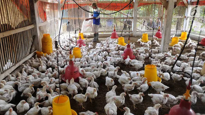 Harga Ayam Hidup Naik: Peternak Tersenyum, Konsumen Bagaimana?
