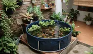 7 Ide Kolam Ikan dari Terpal untuk Pemula, Bisa Disesuaikan dengan Lahan di Rumah