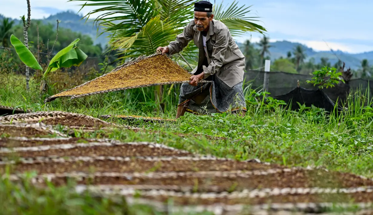 Penyerapan hasil panen tembakau pun turut terancam dan membuat para petani menjerit. (CHAIDEER MAHYUDDIN/AFP)