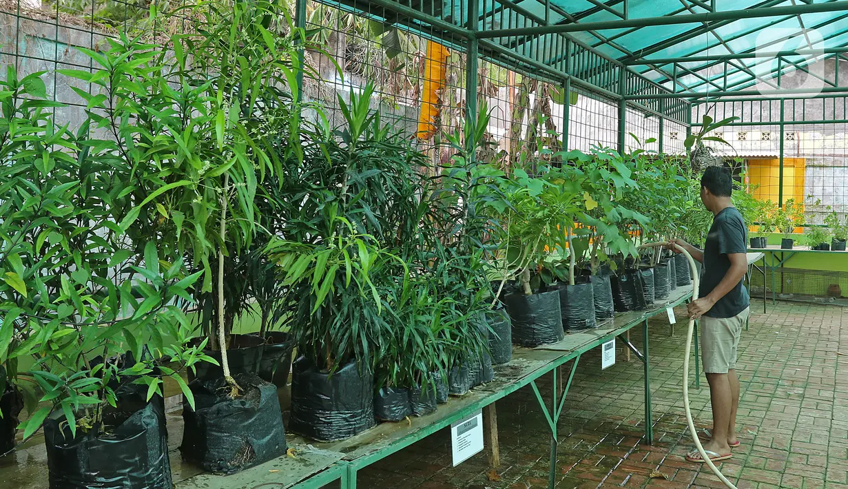 Petugas menyiram tanaman di Agro Edukasi Wisata Ragunan, Jakarta, Sabtu (16/1/2021). Tempat edukasi dan wisata, yang menerapkan konsep pertanian permakultur pertama di Indonesia itu menjadi salah satu pilihan menghabiskan akhir pekan di Jakarta. (Liputan6.com/Herman Zakharia)