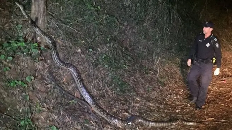 Seorang polisi asal Negeri Kanguru seketika viral karena bertemu dengan ular piton saat tengah kerja jam malam (Twitter/Police Queensland)