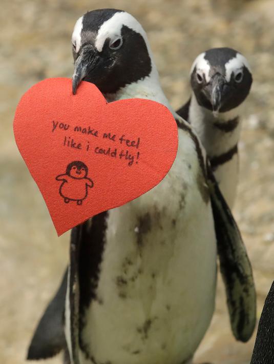 Penguin Afrika memegang kartu valentine berbentuk hati di Akademi Ilmu Pengetahuan California, San Francisco, Rabu (12/2/2020). Penguin secara alami membangun sarang menggunakan kartu ucapan dari bahan itu dan menarik lawan jenis untuk meningkatkan populasi mereka yang terancam punah. (AP/Jeff Chiu)