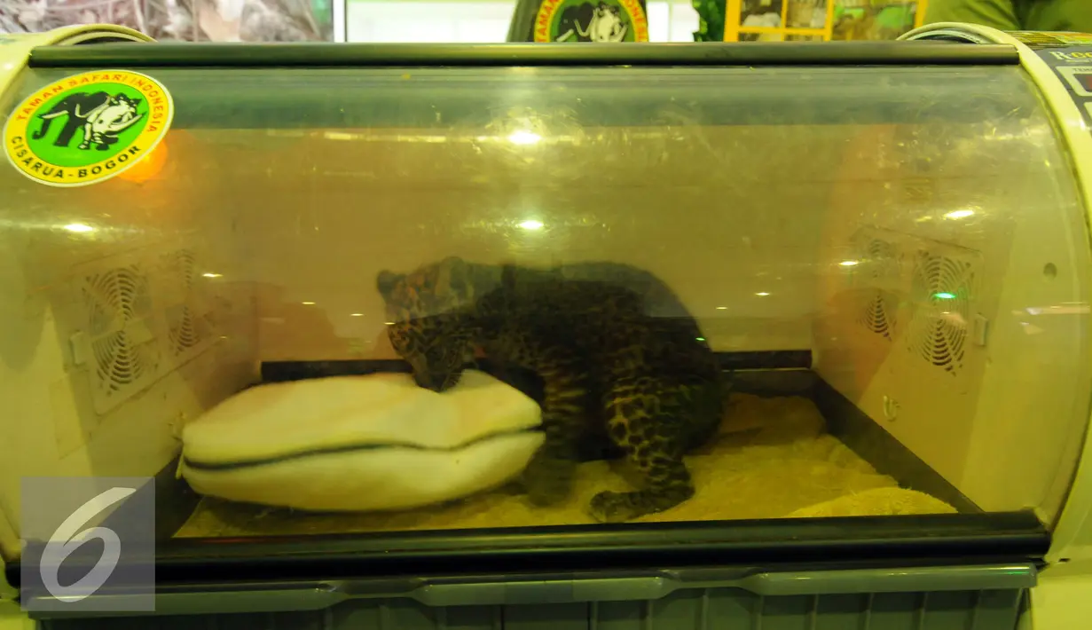 Bayi Javan Leopard bermain dalam inkubator di areal Mini Zoo Pekan Lingkungan Hidup Kehutanan 2016 di JCC Jakarta, Kamis (9/6/2016). Mini Zoo menampilkan beberapa koleksi hewan reptildan unggas. (Liputan6.com/Helmi Fithriansyah)