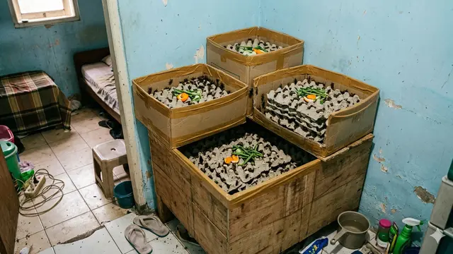 Ternak di Rumah Kontrakan Sempit Tanpa Renovasi