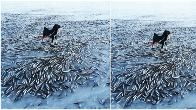 (c) odditycentral.com