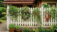 8 Tanaman Rambat Buah yang Cocok Ditanam Menggantung di Pagar Rumah: Estetika dan Panen Segar