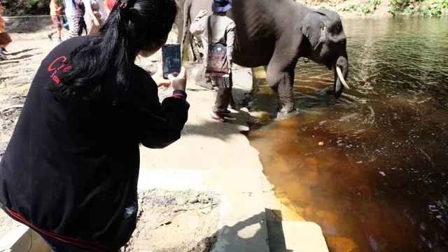 Menyapa Gajah-Gajah Jinak di Danau Toba