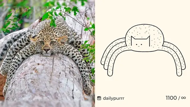 8 Gambar Kucing yang Tak Sesuai Ekspektasi, Ternyata Hasilnya Bikin Salut