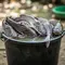 8 Cara Menghilangkan Bau Tanah pada Ikan Lele, Ternyata Bisa Pakai Bahan Dapur