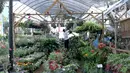 Pengunjung memilih tanaman yang dijual dalam pameran Flora dan Fauna 2018 di Taman Lapangan Banteng, Jakarta, Selasa (21/7). Pameran menampilkan berbagai jenis tanaman dan hewan. (Liputan6.com/Immanuel Antonius)