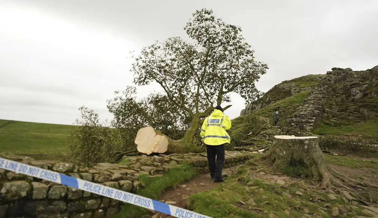 Otoritas Taman Nasional Northumberland mengatakan bahwa mereka sedang menyelidiki apa yang telah terjadi. (Owen Humphreys/PA via AP)
