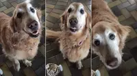 Rekaman Anjing Girang karena Penyakit Kanker Membaik