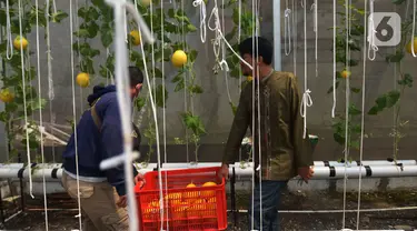 Petani kota membawa buah Melon Golden saat panen di kawasan  pemukiman  pemulung, Jakarta, Jumat (18/11/2022). Penanaman buah melon dengan sistem hidroponik  mampu memanen  buah melon sebanyak 160 buah dengan masing-masing berat per buahnya antara 1 hingga 1,5 kilogram di lahan urban farming sempit. (merdeka.com/Imam Buhori)