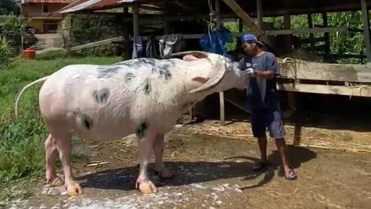 Kerbau Belang Toraja Didapuk Jadi Kekayaan Intelektual Komunal