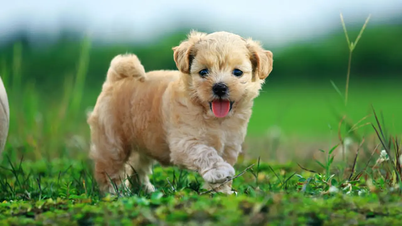 Foto: Shutterstock