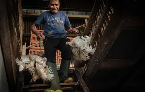 Pedagang Akui Harga Ayam Masih Tinggi di Rp 44 Ribu per Kilogram