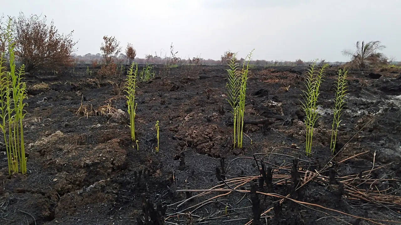 Kerugian Kebakaran Hutan Jambi