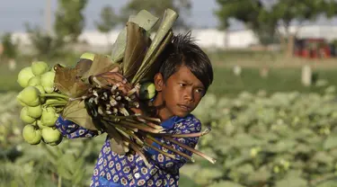 Seorang anak membantu orangtuanya mengumpulkan bunga teratai di Desa Krasaing Chrum, pinggiran Phnom Penh, Kamboja, Kamis (22/7/2021). Bunga teratai tersebut selanjutnya dibawa ke pasar untuk dijual. (AP Photo/Heng Sinith)