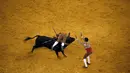 Dua anggota Ribatejo Forcados terlihat  sedang menaklukan seekor banteng di arena Campo Pequeno di Lisbon, Portugal, Kamis (9/7/2015). Olahraga ini cukup berbahaya dan memerlukan keahlian khusus. (REUTERS/Rafael Marchante)