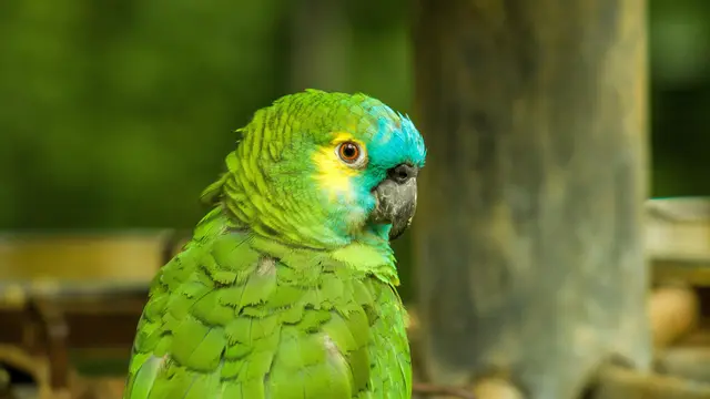 Mealy Amazon Parrot