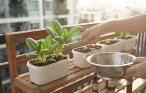 Cara Menanam Pakcoy di Wadah Bekas Es Krim, 10 Langkah Praktis Berkebun Skala Rumah
