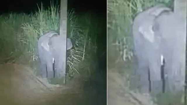 Kocak, Aksi Anak Gajah Saat Ketahuan Makan Tebu Oleh Peduduk Setempat