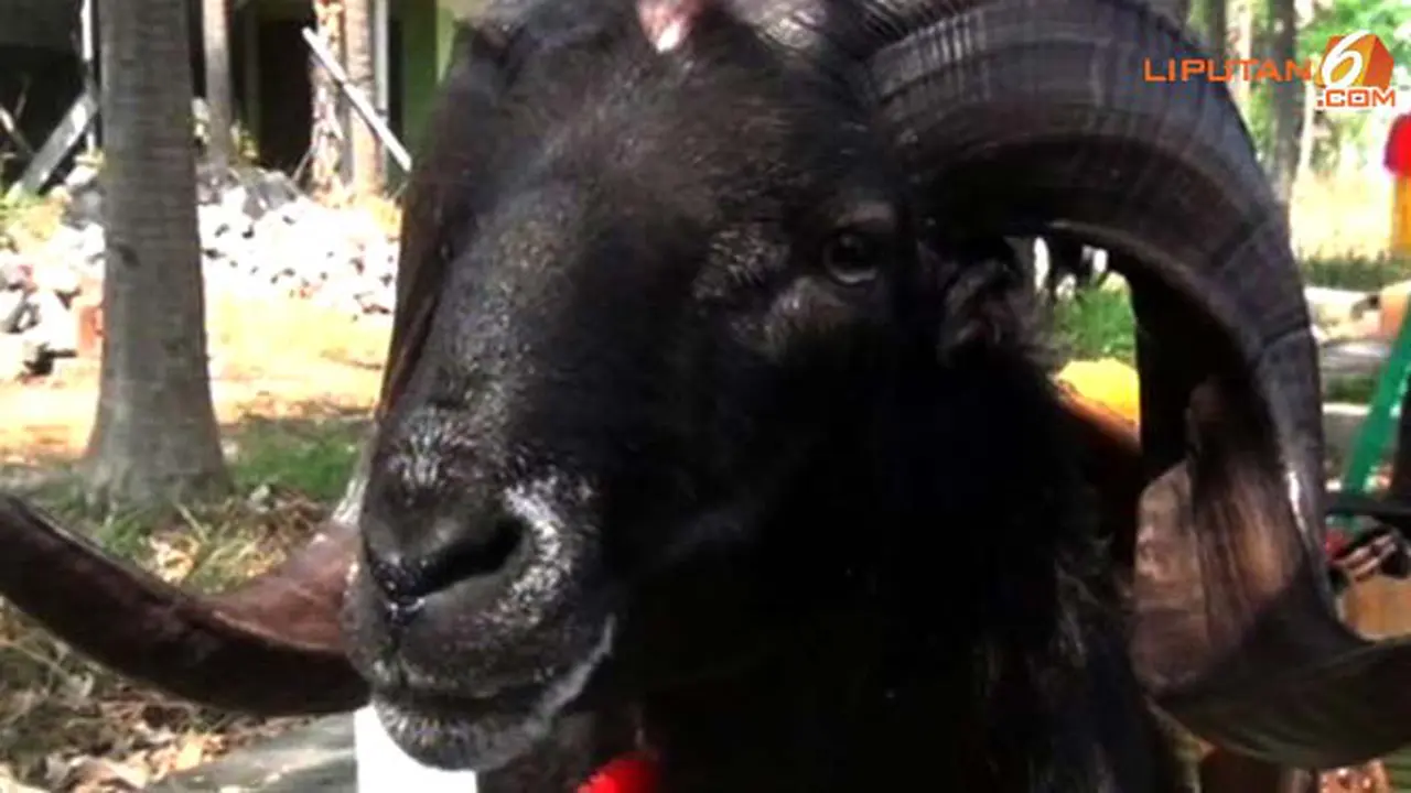 kontest-sapi-131010a.jpg