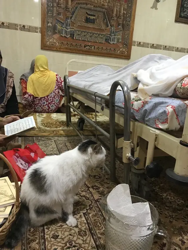 Potret Kucing Tunggui Majikannya yang Telah Meninggal, Kisahnya Bikin Haru