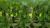 7 Cara Membuat Kebun Pare dari Ember Bekas Cat agar Subur dan Cepat Berbuah