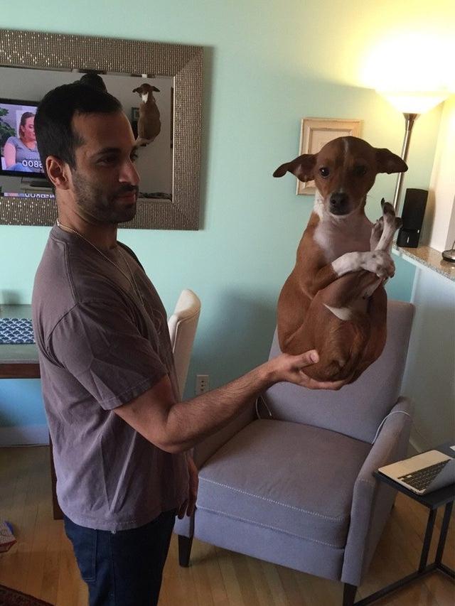 7 Tingkah Laku Unik Binatang Peliharaan yang Tak Terduga