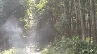 Hutan di kawasan Rowo Bayu Yang juga akses jalan menuju Kampung Ndarungan yang diduga Desa Penari. (Hermawan Arifianto/Liputan6.com)