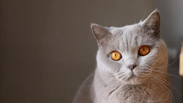 Grey Cat
