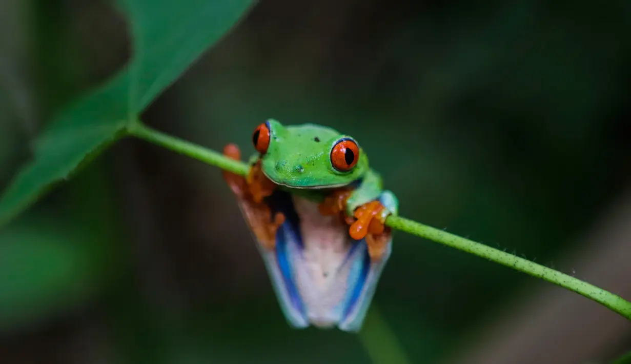 Seekor katak hijau bermata merah (Agalychnis Callidryases) bergelantung di dedaunan Taman Suaka Margasatwa Montibelli, Managua (09/11/2016). (AFP PHOTO/INTI Ocon)