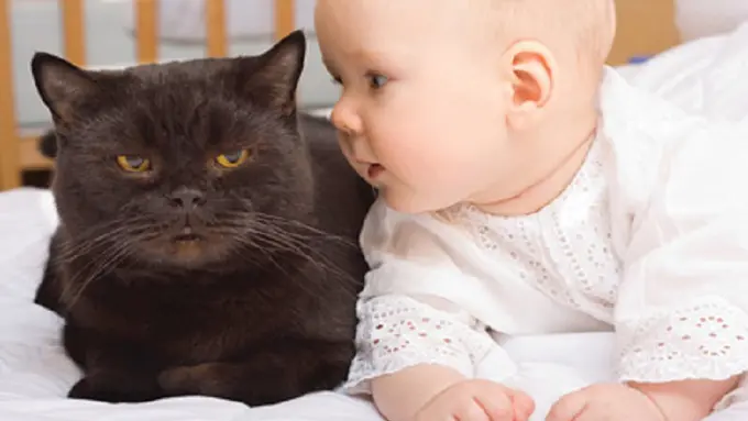 Bukti Kalau Kucing Juga Bisa Mengasuh Bayi