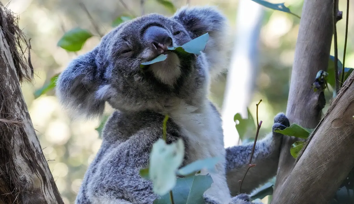 Seekor koala duduk di pohon di taman koala di Sydney, Australia pada Jumat, 5 Mei 2023. (AP Photo/Mark Baker)