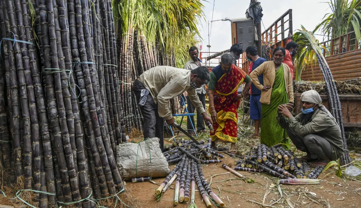 Orang-orang membeli tebu yang akan digunakan secara luas pada festival panen Makar Sankranti di pasar grosir di Bangalore, India, Rabu (12/1/2022). Makar Sankranti adalah sebuah perayaan Hindu yang dirayakan hampir seluruh bagian India dan Nepal dalam bentuk kebudayaan. (MANJUNATH KIRAN/AFP)