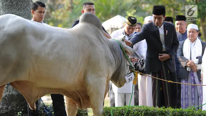 Presiden Joko Widodo atau Jokowi menyerahkan sapi braman 1,4 ton kepada DKM Baitul Faizin usai salat Idul Adha 1439 Hijriah di Lapangan Tegar Beriman, Cibinong, Kabupaten Bogor, Jawa Barat, Rabu (22/08). (Merdeka.com/Arie Basuki)