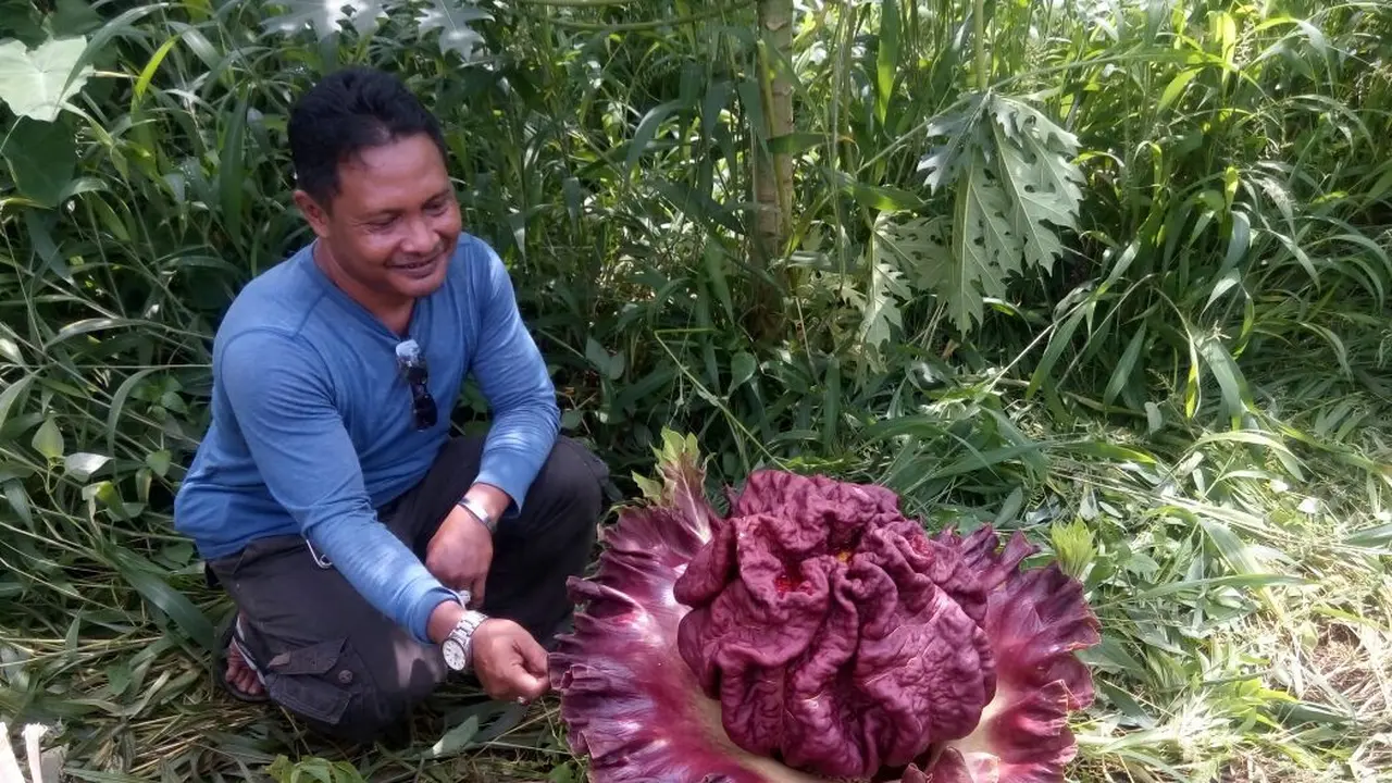Bunga Bangkai Kembali Tumbuh di Halaman Rumah Warga Purwakarta