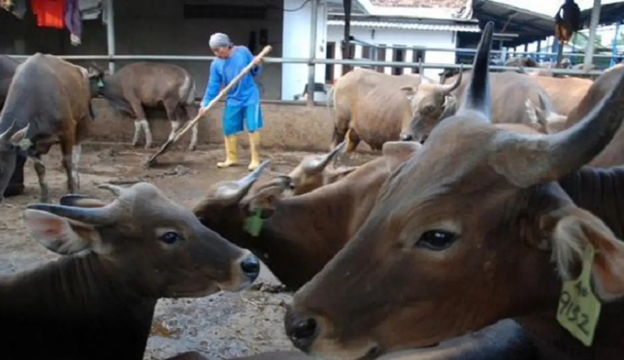 Hewan kurban Joko Widodo akan disembelih dan dagingnya dibagikan kepada warga miskin pada Hari Raya Idul Adha 1436 Hijriah. (Via Twitter/@Asor_Jatim)