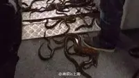 Hii... Puluhan Belut Membanjiri Kereta Bawah Tanah Shanghai