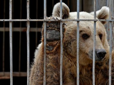 Berita Singa Hari Ini Kabar Terbaru Terkini Liputan6 Com Page 4