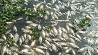 63 ton ikan di danau maninjau mati akibat angin kencang melanda daerah itu. (Liputan6.com/ Novia Harlina)