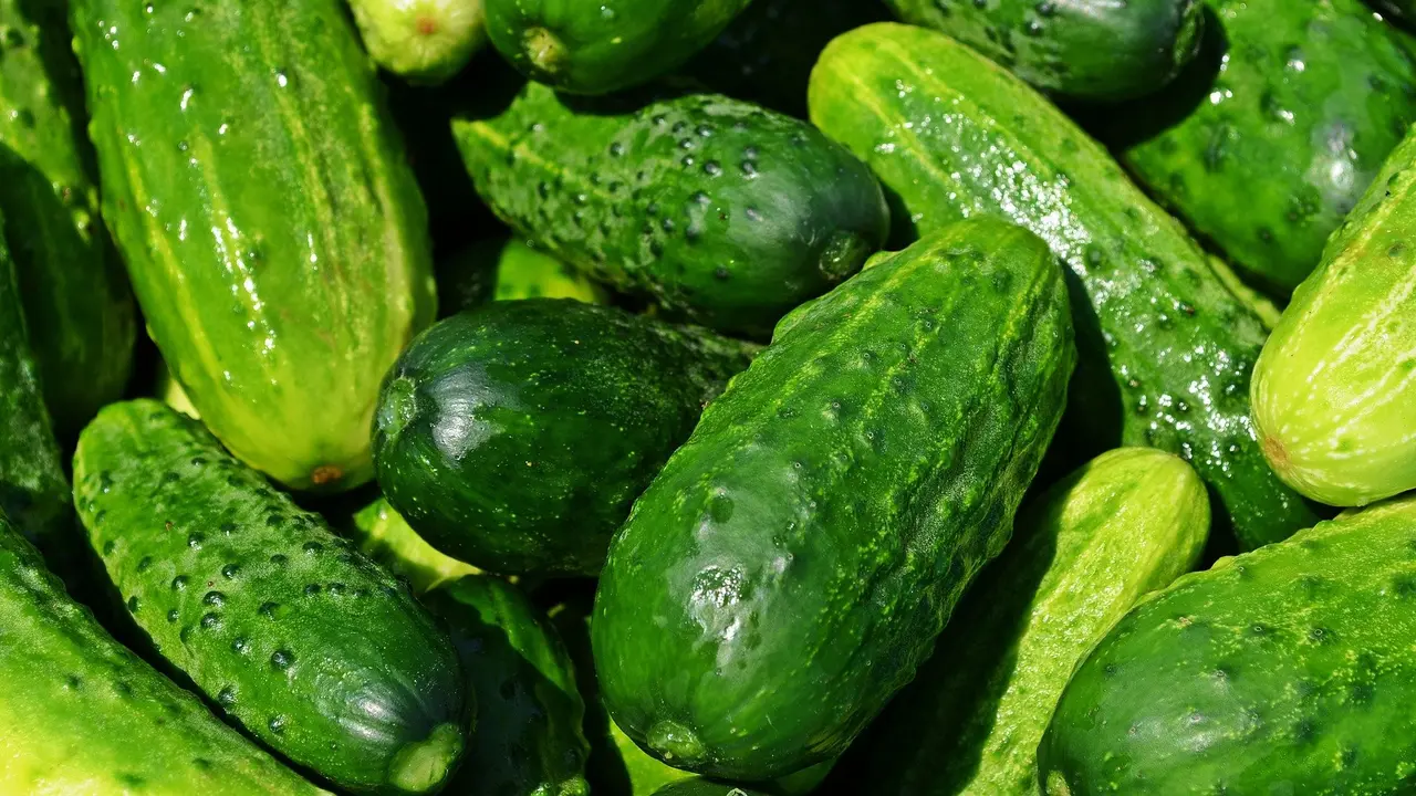 Cara Menyimpan Mentimun