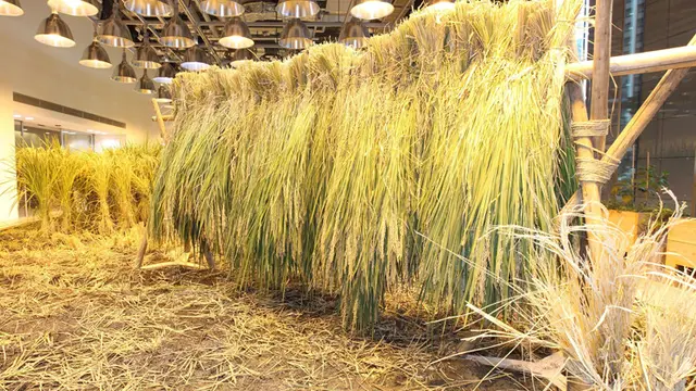 Kebun di Kantor Jepang
