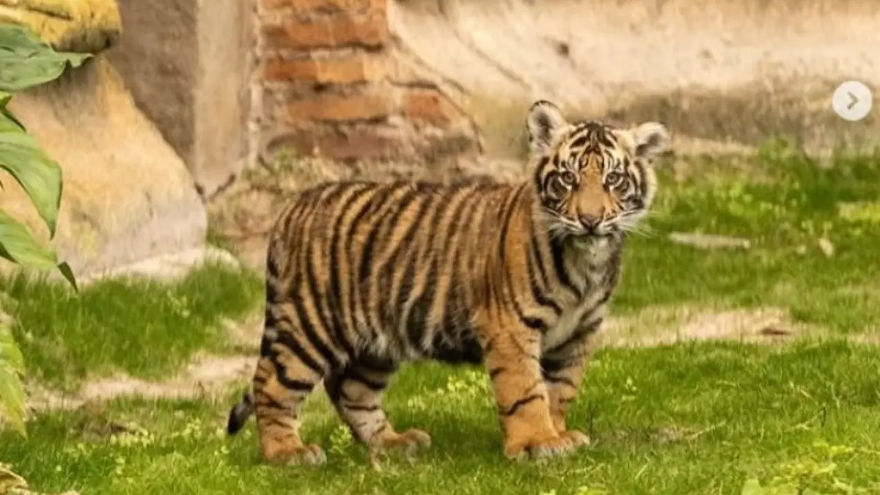 Bayi Harimau Sumatera Bernama Bakso Jadi Favorit Baru Pengunjung Kebun Binatang Disney Amerika Serikat.  foto: Instagram @disneyparks, @drmarkatdisney