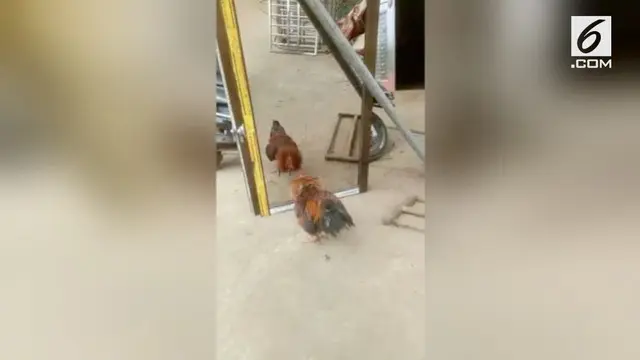 VIDEO: Ayam Berkelahi Dengan Cermin