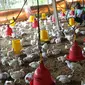 Peternak memberikan makan pada ayam pedaging broiler di kawasan Cipelang, Bogor, Jawa Barat, Selasa (24/7). Harga daging ayam naik mencapi angka Rp 50 ribu per kilogram. (Merdeka.com/Arie Basuki)