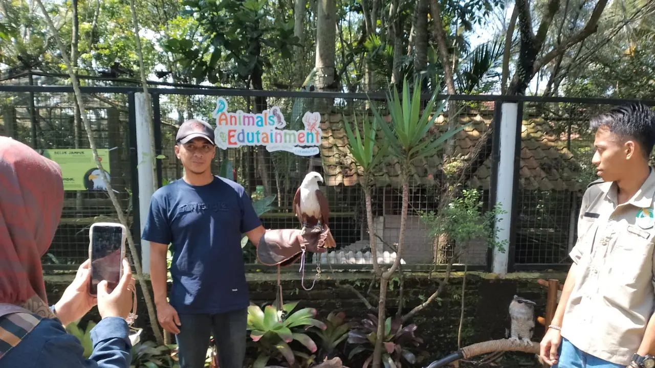 Salah satu pengunjung Taman Satwa Cikembulan Garut, Jawa Barat, tengah membawa seekor elang yang dipandu seorang petugas taman saat mencoba wahana baru ‘Animal Edutainment’. (Liputan6.com/Jayadi Supriadin)
