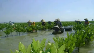 Mangrove Berperan Jaga Pesisir dan Pengembangan Ekonomi Masyarakat